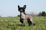CHIEN NU CHINOIS 148